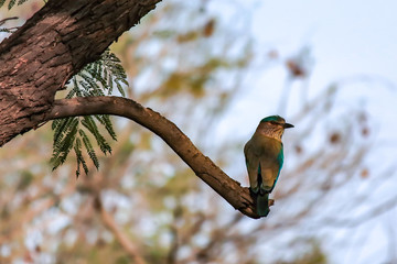 Indian Roller on branch