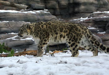 Snow leopard walking
