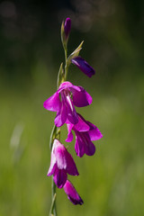 seltene Wildblume Gladiolus palustris, Sumpfgladiole