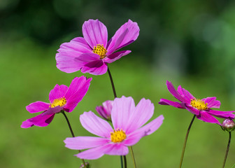 Blume
