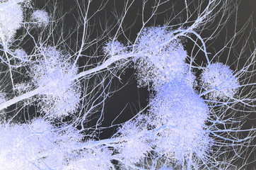 Misteln im kahlen Astwerk