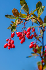 Fresh berries of berberis on the branch in the end of October. Isolated