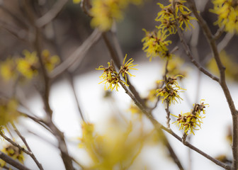 yellow witch hazel blossom