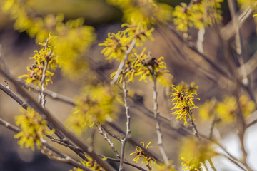 yellow witch hazel blossom