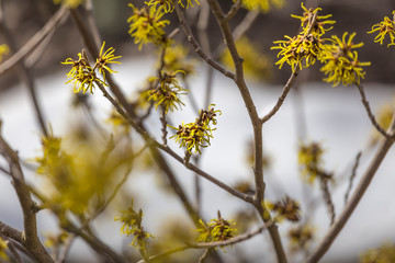 yellow witch hazel blossom