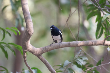 Birding