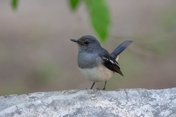 Birding