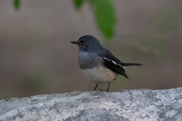 Birding