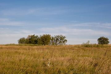 Fototapeta premium Trees and meadow