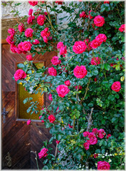 Fototapeta premium Krokus