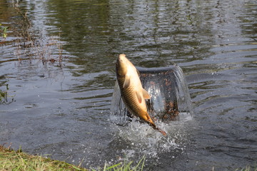 Jumping carp over water