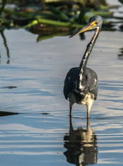 Heron on hunt