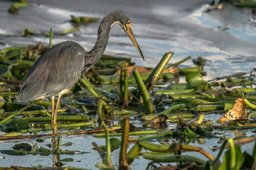 Heron on hunt