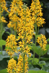 Obraz premium Yellow Flowers In Bloom, U of A Botanic Gardens, Devon, Alberta