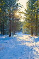 Sunlight on the road in winter forest with white fresh snow and pine trees.