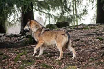Wolves in the zoo in autumn or winter