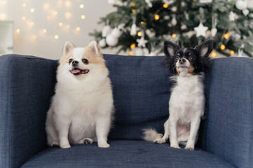 Two dogs spitz and chihuahua on a blue armchair