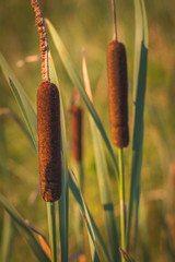Cattails and Reeds next to the river. Two scorpus plant © Viktoria