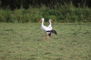 Storch
