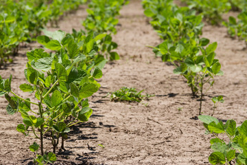 Fototapeta na wymiar soybean plantation in the summer in the Argentine pampa