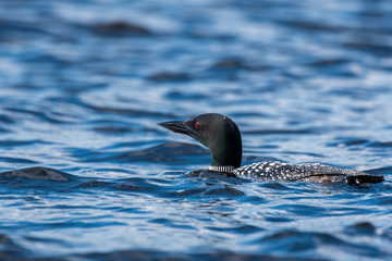 Obraz premium Common loon, state bird of Minnesota swimming in the waters of Nelson lake in Hayward, WI