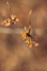 yellow vernal witch hazel flowers. hamamelis vernalis.