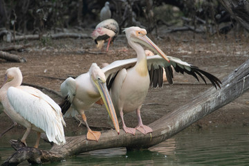 Obraz premium Pelicans