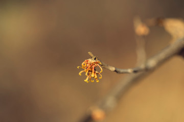 yellow vernal witch hazel flowers. hamamelis vernalis.