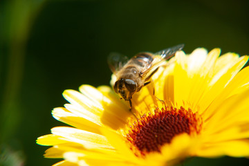 Biene auf gelber Gerbera Blume