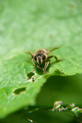 Biene auf Pflanzeblatt