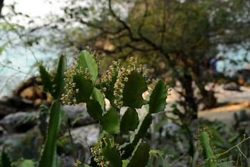 Traumstrand auf KohLarn,Thaiand