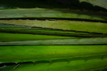 cogumelo branco