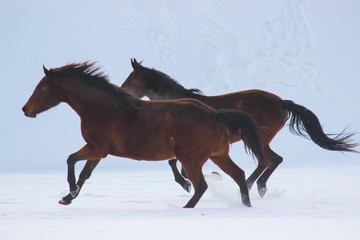 horses gallop together in the snow