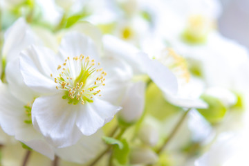 Christrose, Helleborus
