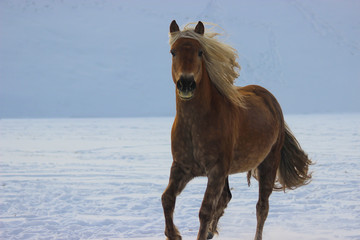portrait of a haflinger horse galloping in the snow, white mane fluttering
