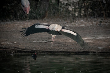 Painted Stork in flight