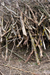 image of stacked logpile and wood