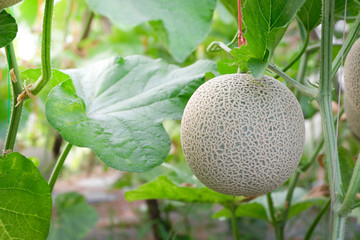 Green cantaloupe or melon with leaves hanging on vine plant vertical growing in greenhouse organic agricultural farm.