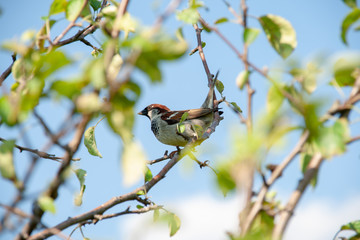 Vogel sitzt gemütlich in einem Apfelbaum