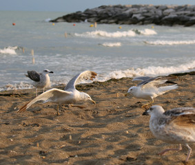 seagulls with gray and white feathers fly over the beach