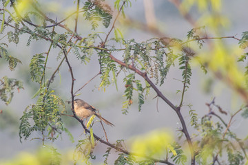 Birdie