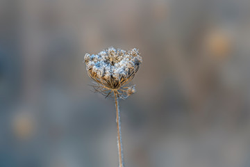 frozen fauna plants with hoar frost
