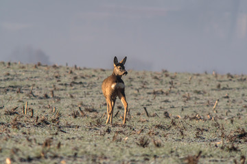 roe deer at corn field in the wild nature