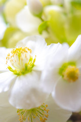 Christrosen, Helleborus
