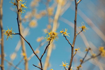 blue sky and yellow vernal witch hazel flowers. hamamelis virginiana.