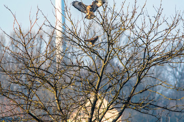 Griffon buzzard fight on a tree