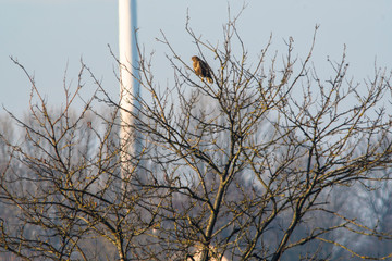 Griffon buzzard on a tree