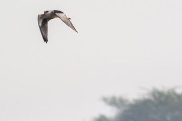 Black Shouldered Kite