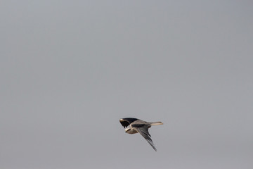 Black Shouldered Kite