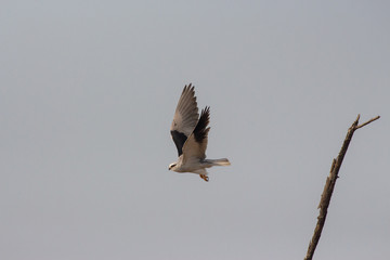 Black Shouldered Kite
